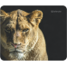 Килимок для миші Defender Wild (50803) (6287447)